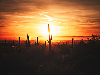 Cactus Field Sunset , cactus, field, sunset, sunrise, nature HD wallpaper