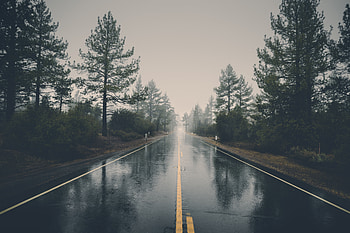 Road, Nature, Trees, Rain, Bush, Wet, Asphalt HD wallpaper