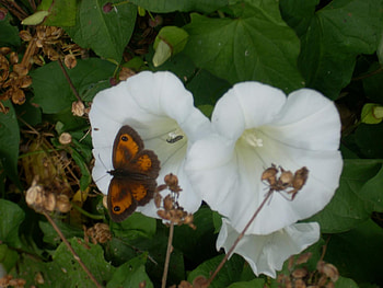 Butterfly on a Flower, nature, butterfly, pretty, flower HD wallpaper