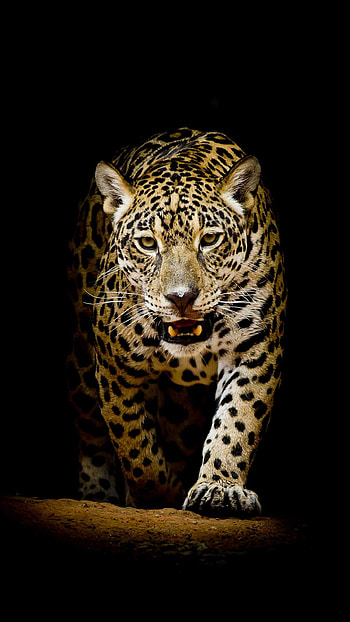 Leopard, Leopard , ER HD phone wallpaper