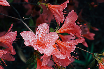 Flowers, Drops, Petals, Bud HD wallpaper
