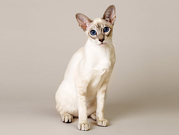 Animals, Cats HD wallpaper