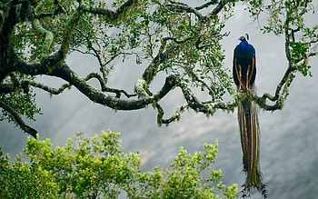 Peacock, jungle, pasari, bird, paun HD wallpaper