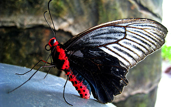 Rock, Macro, Butterfly, Stone HD wallpaper
