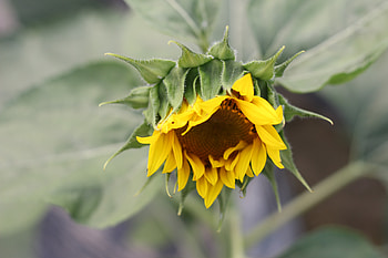 Flowers, Petals, Bud, Blur, Smooth, Sunflower HD wallpaper
