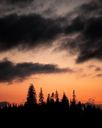 Nature, Trees, Sunset, Twilight, Silhouettes, Dusk HD phone wallpaper
