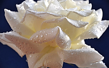 Drops, Macro, Rose Flower, Rose, Petals HD wallpaper