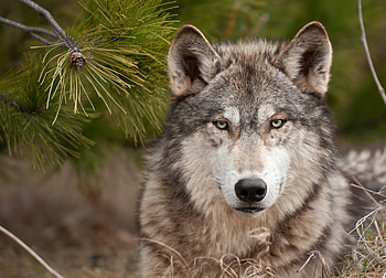 Animals, Muzzle, Predator, Wolf, Wool HD wallpaper