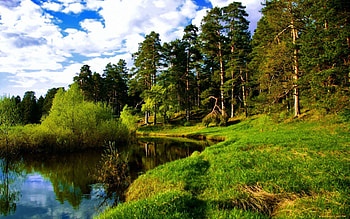 Landscape, Trees HD wallpaper