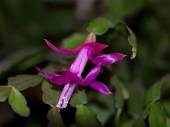 PURPLE FLOWER, FLOWER, PRETTY, PURPLE HD wallpaper