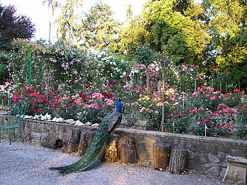 rose garden and peacock, garden, nature, peacock, roses HD wallpaper