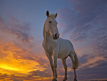 Animals, Horses HD wallpaper