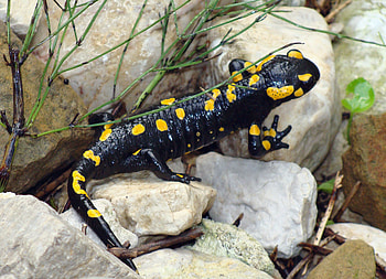 Near Eastern fire salamander, Salamander HD wallpaper