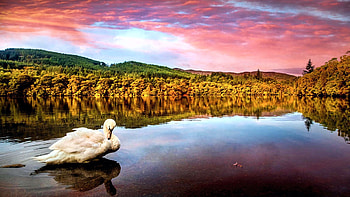 An Elegant Swan on the Lake at Pitlochry, Pertshire, Scotland, highlands, bird, landscape, clouds, colors, sky, sunset HD wallpaper