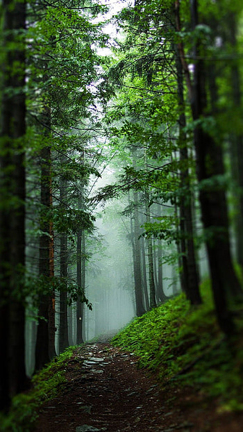 Forest, Nature HD phone wallpaper