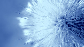 Flower, Macro, Light, Light Coloured HD wallpaper