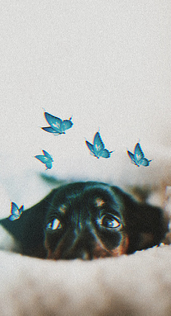 dog with butterflies, salsinha, filhote, azul, borboleta, cachorro HD phone wallpaper