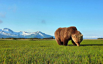 Animals, Grass, Brown, Bear, Stroll HD wallpaper