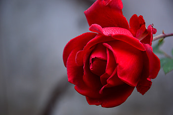 Flowers, Drops, Flower, Rose Flower, Rose, Petals, Wet, Close-Up HD wallpaper