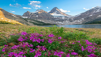 Wildflowers at Mt. Assiniboine, Alberta, sky, mountain, landscape, clouds, canada, lake HD wallpaper