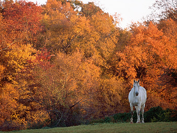 Warmblood Tewkesbury Manor Maryland, animal, autumn, horse, tree HD wallpaper