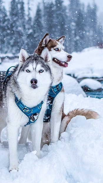 Husky Dog, Cute Husky Dog HD phone wallpaper