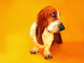 cuddly dog look, dog, cuddly, cute, look HD wallpaper