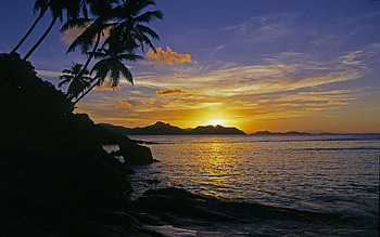 Sunset, palm, other, nature, beach HD wallpaper
