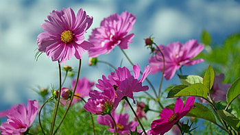 Pretty Cosmos, pretty, garden, , nature, flowers, cosmos, graphy, purple, summer, macro HD wallpaper
