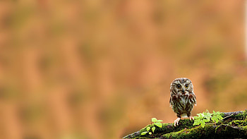 Animals, Owl, Bird, Branch, Moss, Nestling, Chick, Owlet HD wallpaper