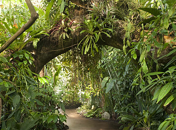 Botanic garden ideas, Rainforest inspiration, Amazon beauty, Forest enchantment HD wallpaper