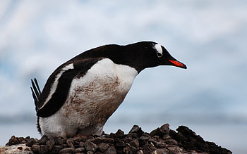 Animals, Bird, Beak, Color, Penguin HD wallpaper