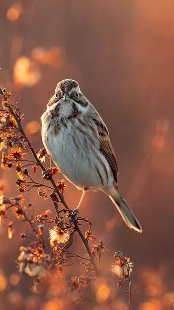 Sparrow on branch, Serene bird, Nature graphy, Mobile HD phone wallpaper