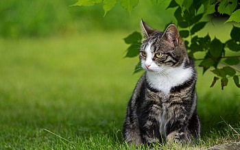 Animals, Cats HD wallpaper