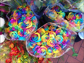 i want these, colorful, nature, flowers, bright HD wallpaper