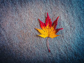 Autumn, Miscellanea, Miscellaneous, Minimalism, Sheet, Leaf, Maple HD wallpaper