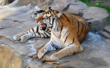 *** Tiger ***, animal, tiger, animals, cat, wild HD wallpaper