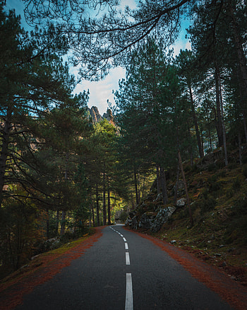 Nature, Trees, Road, Markup, Forest, Fir, Spruce HD phone wallpaper