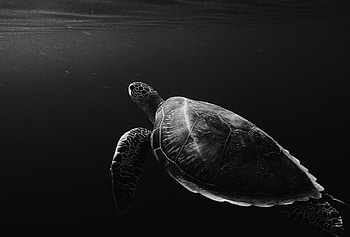 Tortoise, , animal, parhlo, black HD wallpaper