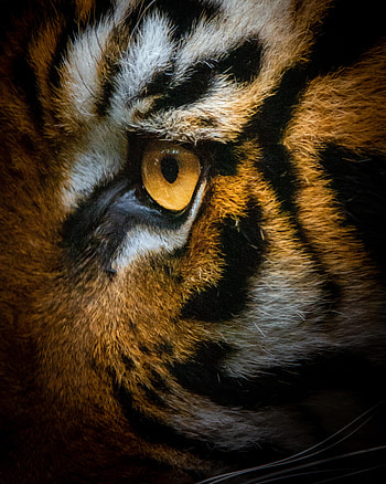 Animals, Macro, Tiger, Eye HD phone wallpaper
