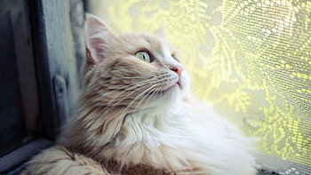 Cat, animal, pussy, kitty HD wallpaper