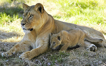 Animals, Grass, Couple, Pair, To Lie Down, Lie, Lioness HD wallpaper