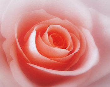 innocent, plants, soft, nice, rose, delicate, pretty, petals, bud, nature, flowers, lovely HD wallpaper