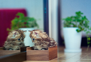 Mirror Mirror On The Wall .., kitten, mirror, sweet, kitty, cats, cute, beautiful, animals, adorable HD wallpaper