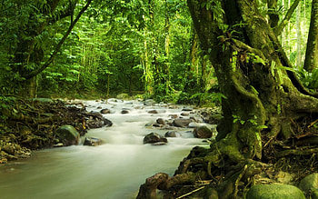 Lovely stream in a forest, river, moss, green, trees, nature, rocks, forest HD wallpaper