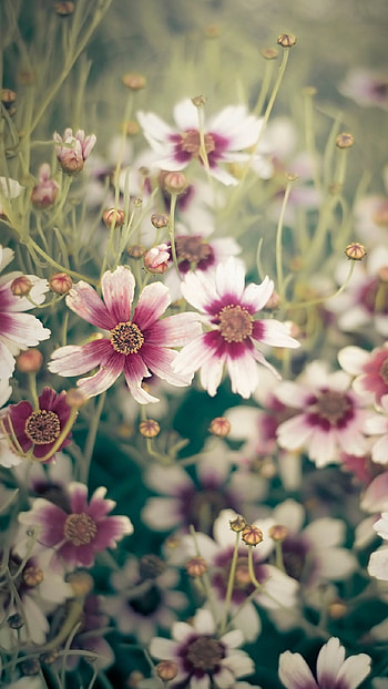 Flor, Flowers HD phone wallpaper