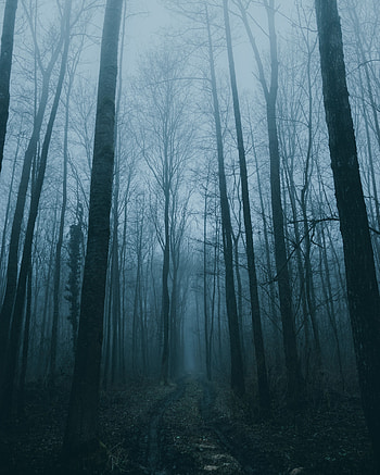 Nature, Trees, Road, Forest, Fog HD phone wallpaper