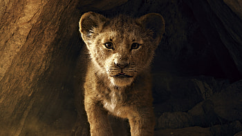 The Lion King 2019 , the-lion-king, lion, 2019-movies, movies, disney, simba HD wallpaper