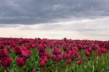 Flowers, Tulips, Clouds, Field, Mainly Cloudy, Overcast HD wallpaper