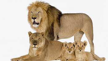 Lion family, familia, minunati, regelui, leu HD wallpaper